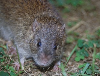 Bandicota