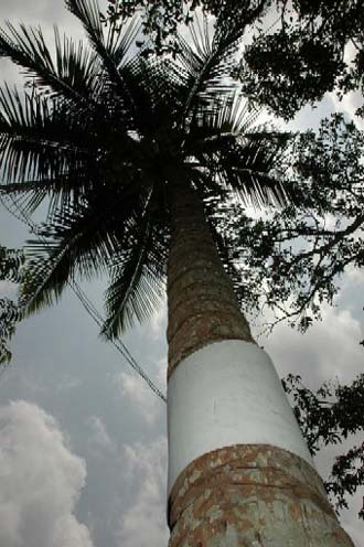 Coconut Tree