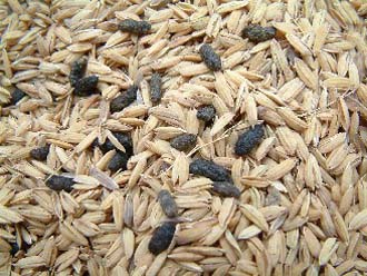 contamrice