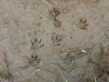 footprints