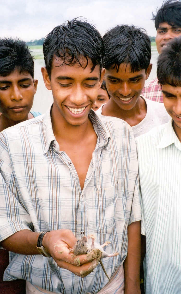 Community rat-catching in Bangladesh